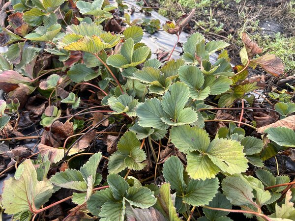 Fraisier 'Schweizer Herz', Fragaria &times; vescana, s&eacute;cheresse 2026