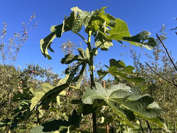 Figuier, &agrave; forte croissance, Ficus carica