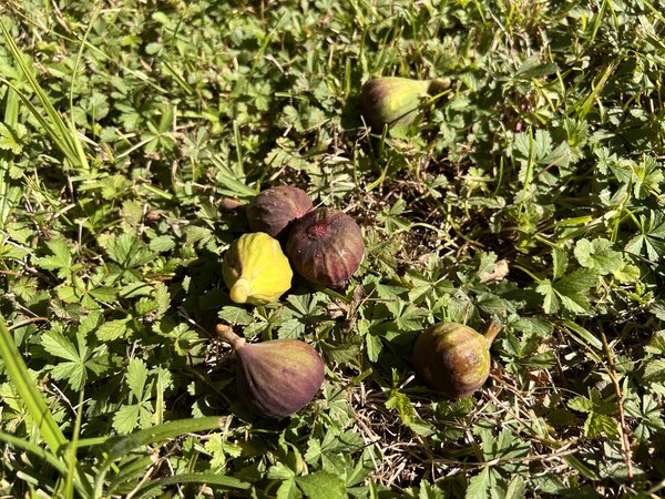 figues de San Pedro tomb&eacute;es