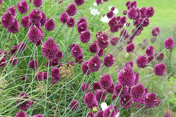 Ruban mellif&egrave;re avec Allium sphaerocephalon, l&rsquo;ail &agrave; t&ecirc;te ronde