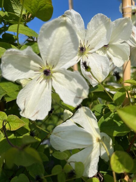 Clematis 'Maria Cornelia', Bl�te (schlechte Aufl�sung)