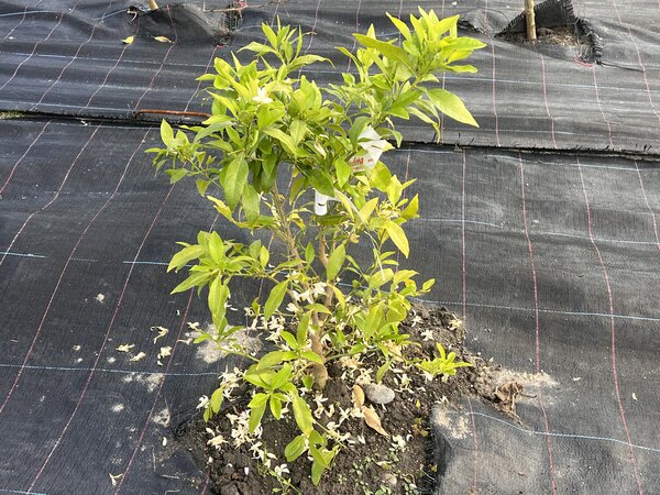 Citronnier Switrus 'Ukraina', induction florale en automne