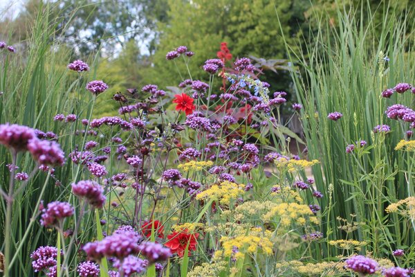 Dahlien kombinieren Gartenbuch-Beitrag, Dahlie  'Bishop of Llandaff', Verbena bonariensis,Gew�rzfenchel, Panicum virgatum 'Heavy Metal'
