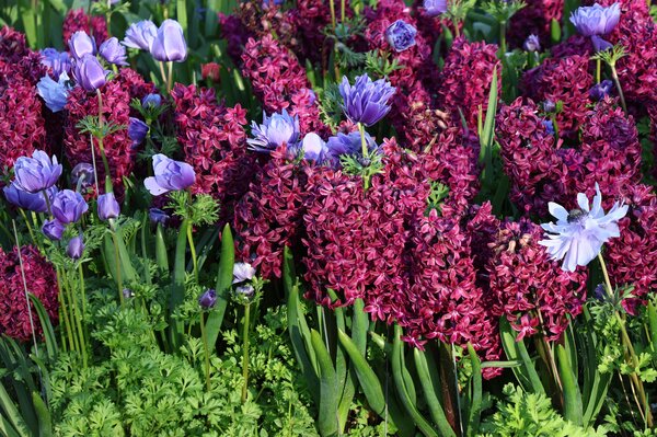 Tendances bulbes &agrave; fleurs 2026