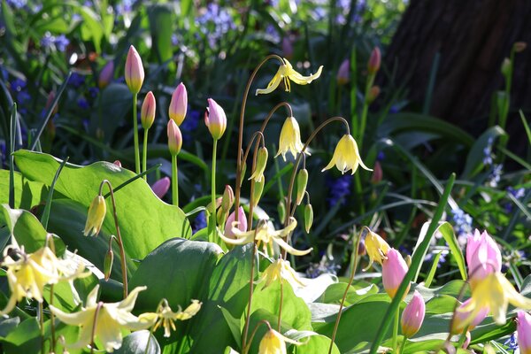 Tendances bulbes &agrave; fleurs 2026