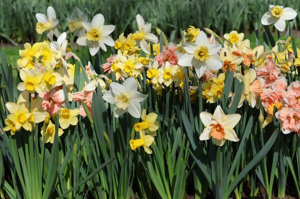 Tendances bulbes &agrave; fleurs 2026
