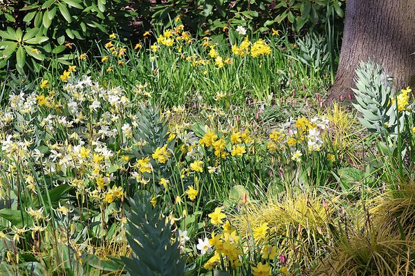 Tendances bulbes &agrave; fleurs 2026