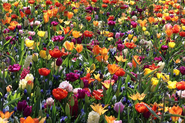 Tendances bulbes &agrave; fleurs 2026