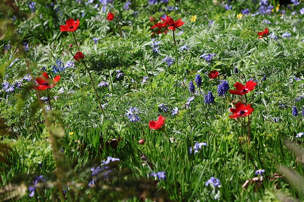 Tendances bulbes &agrave; fleurs 2026