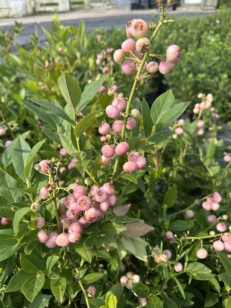 Heidelbeere, Kulturheidelbeere, Pink Bonbons, Vaccinium corymbosum