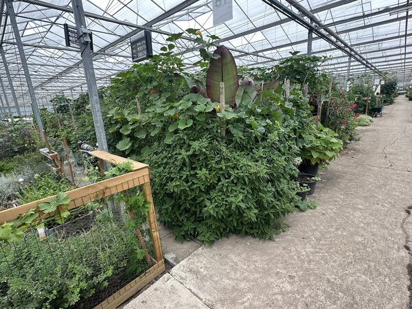 Voyage de Markus, Hollande 2026, serre aux 3 vies, Anton van Garderen