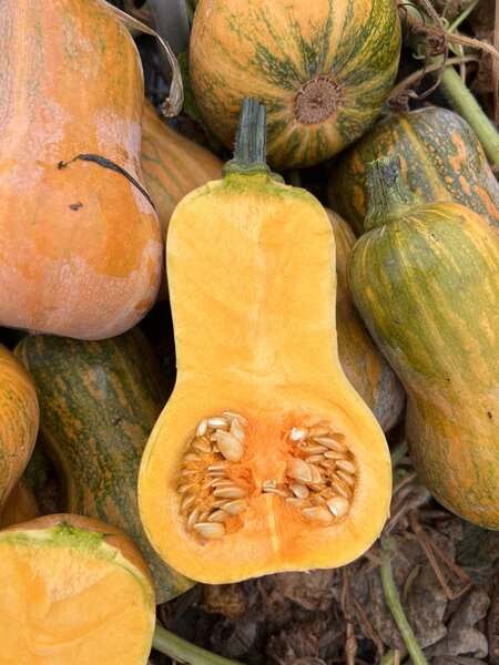 K�rbis, Honeynut, Cucurbita moschata, Speisek�rbis (CUC 24-12)