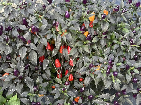 S&eacute;lection de piments, Capsicum annuum, Capsicum frutescens