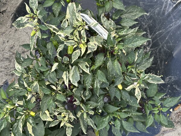 S&eacute;lection de piments, Capsicum annuum, Capsicum frutescens