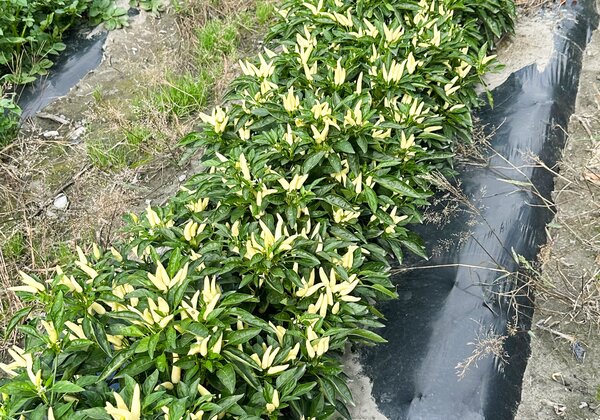 S&eacute;lection de piments, Capsicum annuum, Capsicum frutescens
