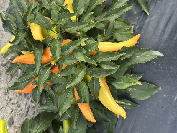 S&eacute;lection de piments, Capsicum annuum, Capsicum frutescens