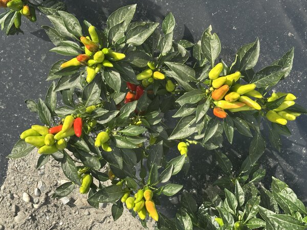 S&eacute;lection de piments, Capsicum annuum, Capsicum frutescens