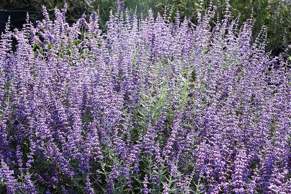 Arbustes &agrave; fleurs en septembre 2026, Salvia yangii 'Little Spire'