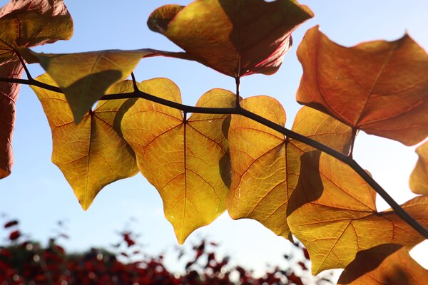 Cercis canadensis, arbre de Jud&eacute;e du Canada