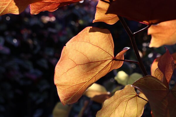 Cercis canadensis, arbre de Jud&eacute;e du Canada
