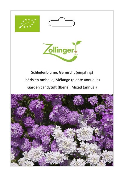 Schleifenblume, Gemischt (einj�hrig)