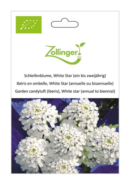 Schleifenblume, White Star (ein bis zweij�hrig)