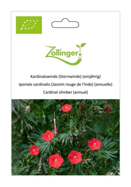 Kardinalswinde (Sternwinde) (einj�hrig)