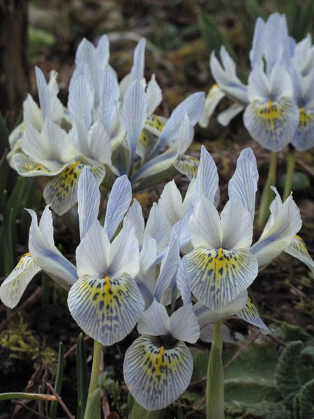 Zwergiris 'Katharine Hodgkin' (Iris 'Katharine Hodgkin')