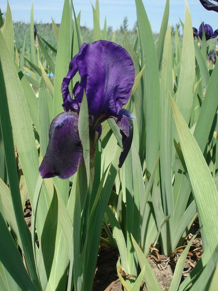 Iris x barbata - elatior 'Eleanor Roosevelt' 