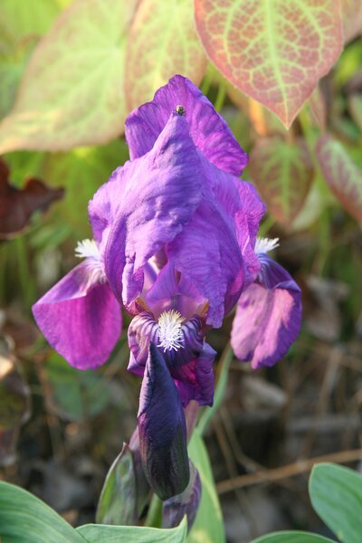 Iris barbata-nana 'Cyanea'