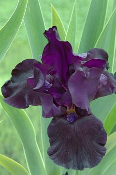 Iris x barbata elatior 'Black Dragon'