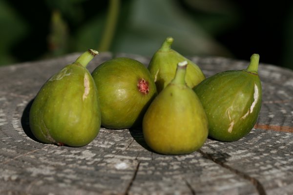 Figuier tige sur figue-fruit Gustis Isi d Oro Lubera