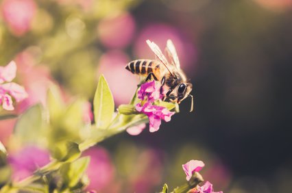 Les abeilles adorent le nectar du cuphéa à feuilles d’hysope