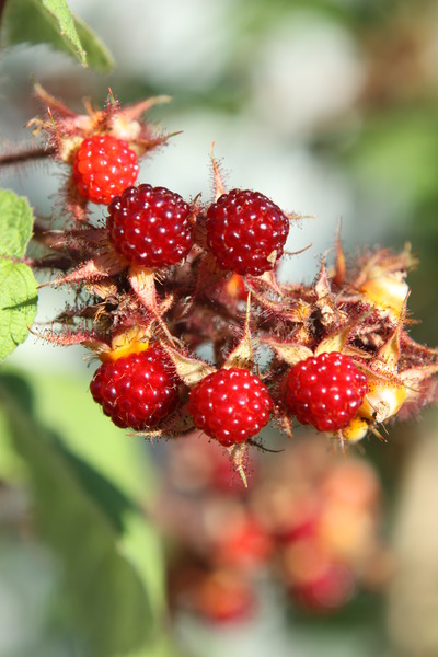 reife, rote Fr�chte