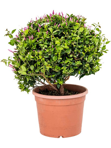 Jasminum officinale, Busch, im 28cm Topf, H�he 65cm, Breite 40cm