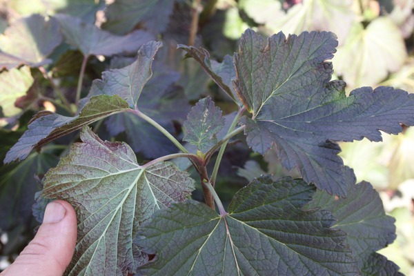 Maladies du groseillier feuilles rouges résistantes à l’oïdium