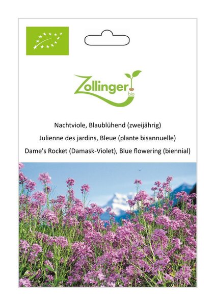 Nachtviole, Blaubl�hend (zweij�hrig)