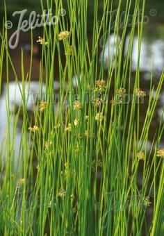 Juncus effusus, Staude, P�ppel