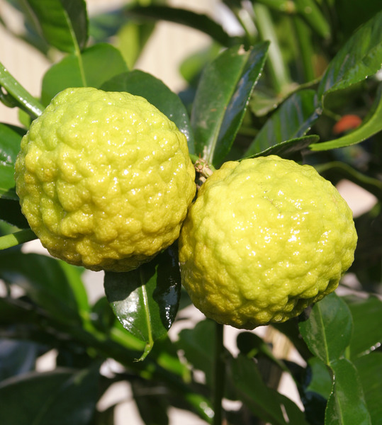 Kaffirlimette (Citrus hystrix)
