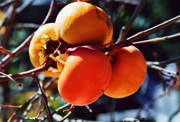 Kaki Cioccolatino — fruits sur l’arbre, kaki bon pour la santé