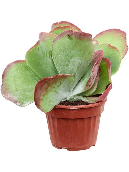 Kalancho� thyrsiflora, im 13cm Topf, H�he 25cm, Breite 20cm
