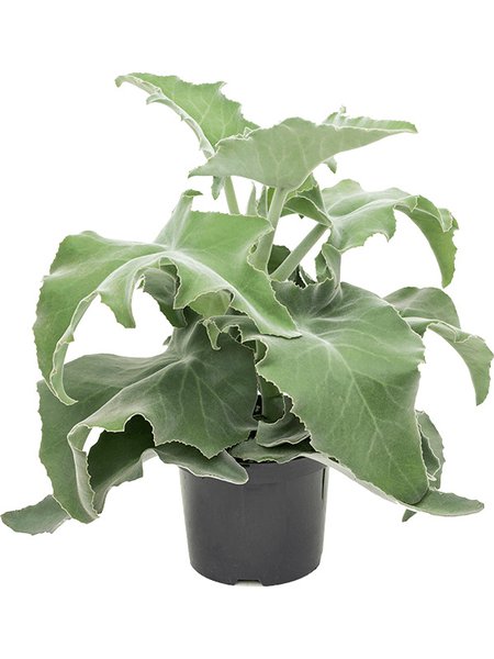 Kalanchoe beharensis, Busch, im 19cm Topf, H�he 50cm, Breite 45cm