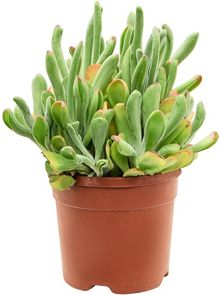 Kalanchoe beharensis 'Oricola', Busch, im 20cm Topf, H�he 45cm, Breite 30cm