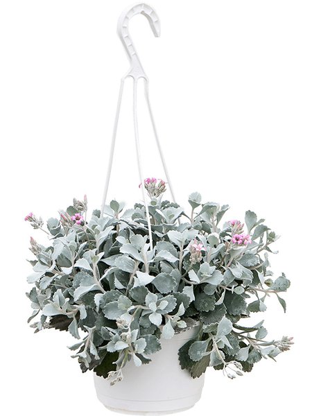 Kalanchoe pumila, Ampel, im 17cm Topf, H�he 40cm, Breite 25cm