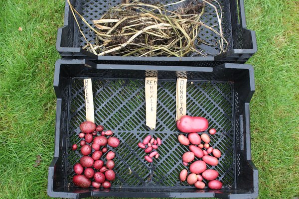 Pomme de terre, culture de la pomme de terre, planter des pommes de terre en pot, taille du feuillage de la pomme de terre, récolte de la pomme de terre