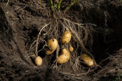 Pommes de terre dans la terre