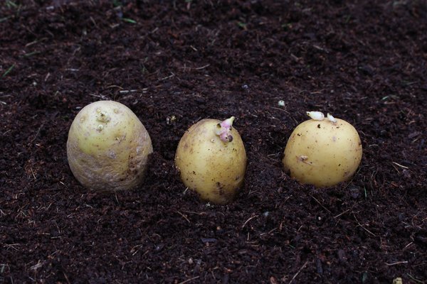 Pomme de terre, planter des pommes de terre en pot, pré-germination des pommes de terre