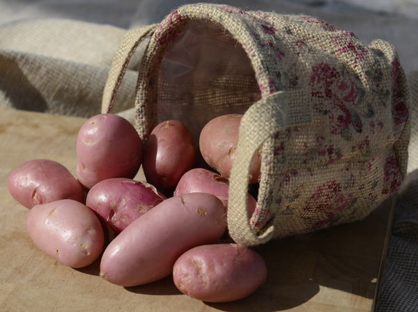 Pomme de terre Sarpo Una, planter des pommes de terre en pot