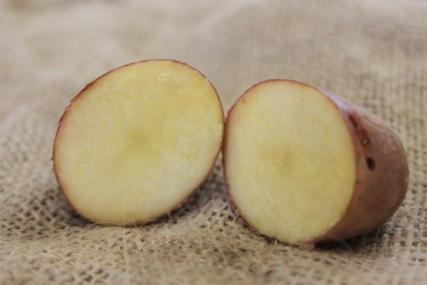 Pomme de terre Sarpo Axona coupée, planter des pommes de terre en pot