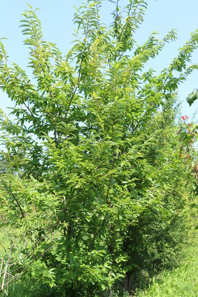 Ch&acirc;taignier Ch&acirc;taigne (Castanea sativa)